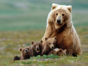 Медведица с медвежатами фото